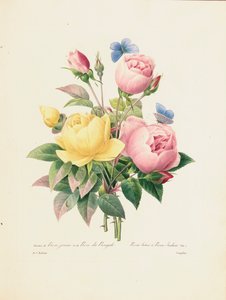 Variété de roses jaunes et de roses du Bengale, gravé par Langlois, de 